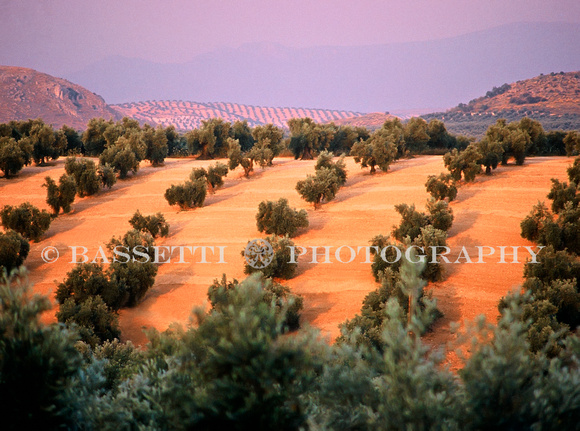 Olive groves, southern Spain